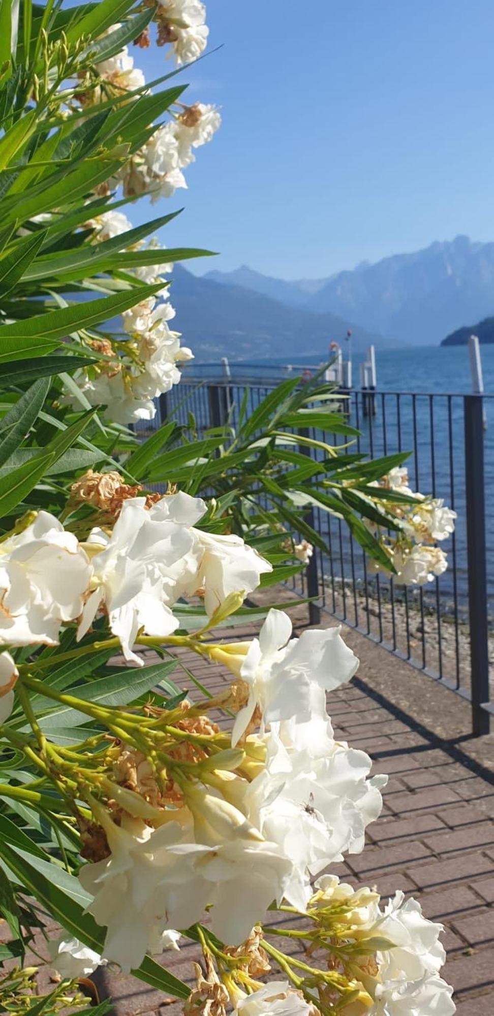 Residence Laguna Beach Pianello Del Lario Екстериор снимка